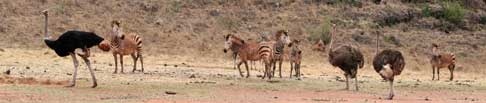 South Africa Wild Animal Reserve